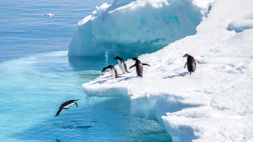 pinguins na antártida