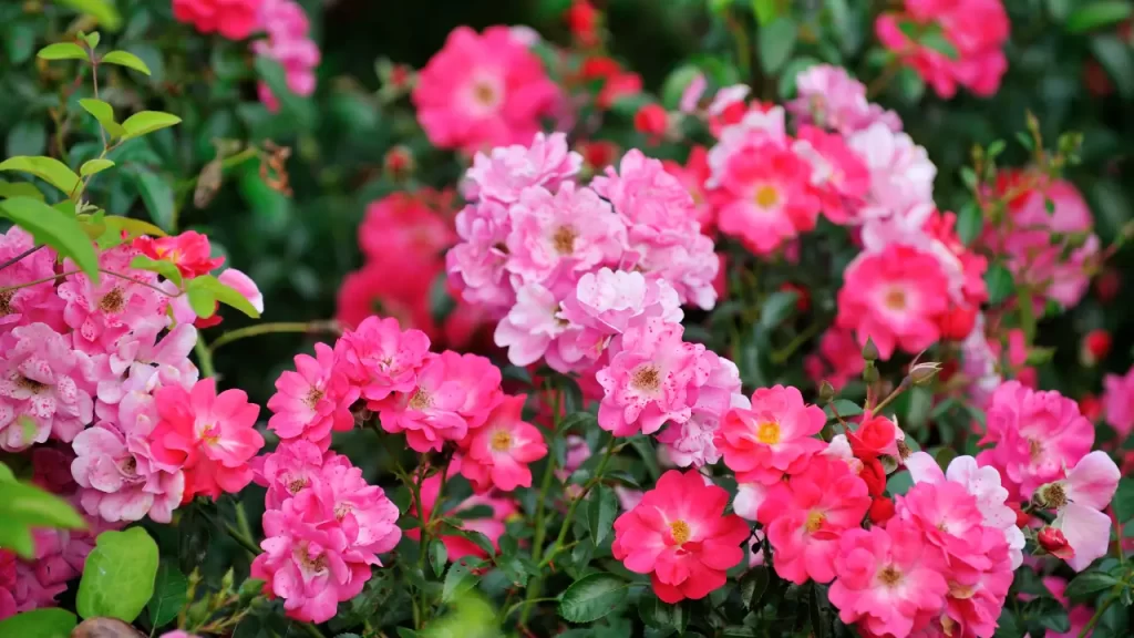 rosa arbustiva